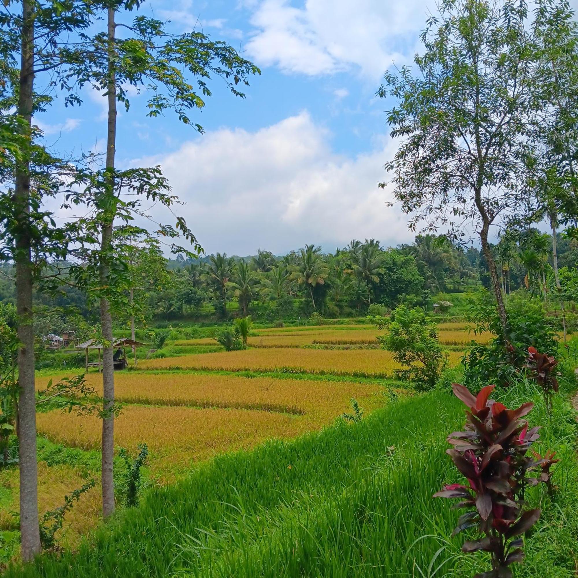 Tetebatu Sunrise Homestay المظهر الخارجي الصورة
