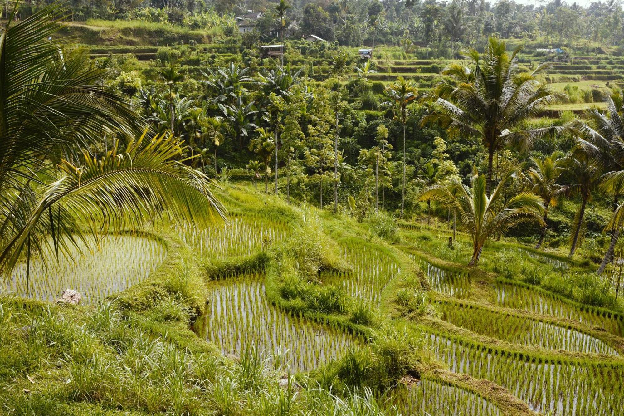 Tetebatu Sunrise Homestay المظهر الخارجي الصورة