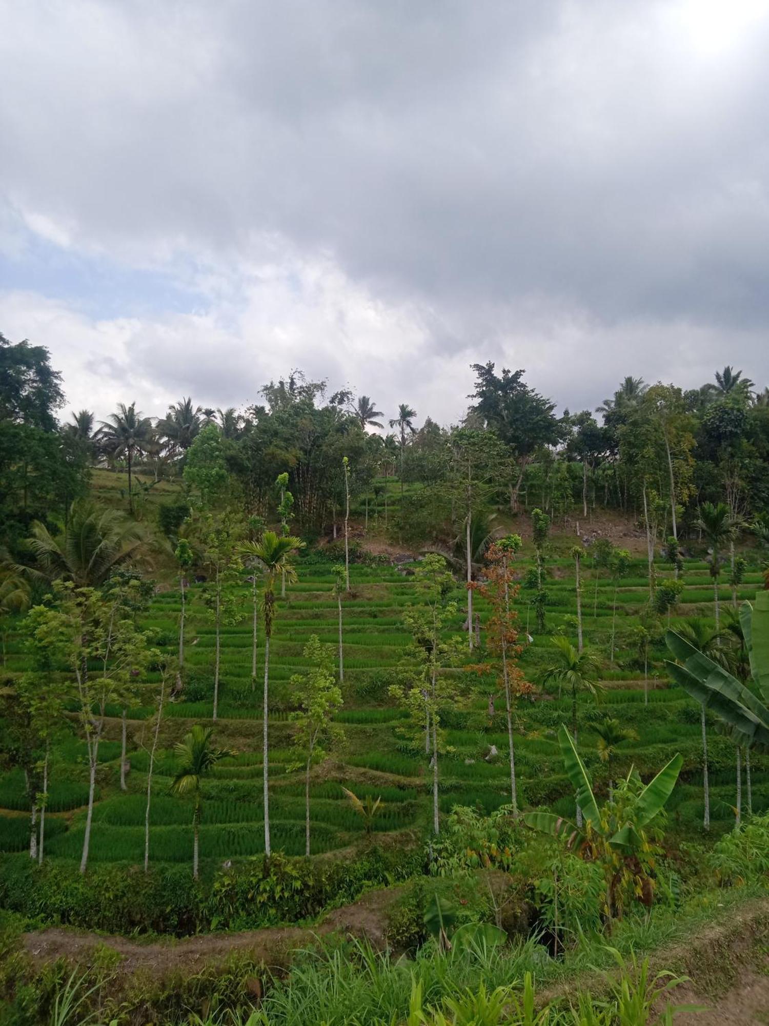 Tetebatu Sunrise Homestay المظهر الخارجي الصورة
